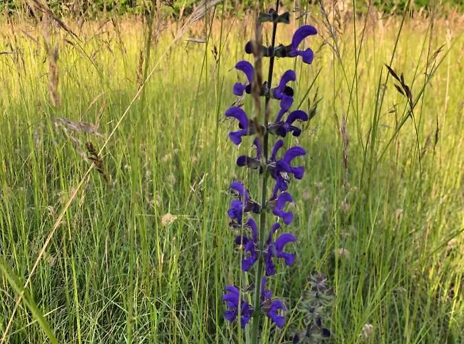 Dom wakacyjny Calme Et Tranquillite *